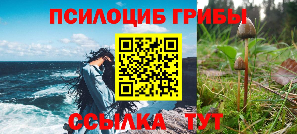 Галлюциногенные грибы Psilocybe Балашиха